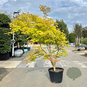 Acer palmatum 'Summer Gold' 60-80 cm 5,0L