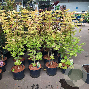 Acer shirasawanum 'Jordan' 80-100 cm 10L