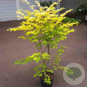 Acer shirasawanum 'Jordan' 80-100 cm 10L