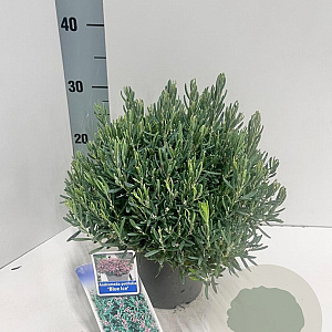 Andromeda polifolia 'Blue Ice' 20-25 cm 2,0L