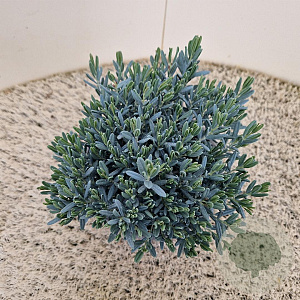Andromeda polifolia 'Blue Lagoon' 20-25 cm 2,0L