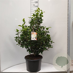 Camellia j. 'Brushfield's Yellow' 60-80 cm met kluit