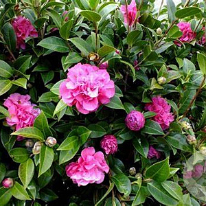 Camellia wil. 'Debbie' 80-100 cm met kluit