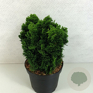 Chamaecyparis o. 'Nana Gracilis' 15-20 cm 2,0L
