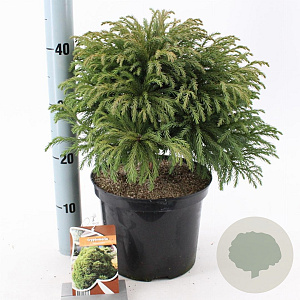 Cryptomeria j. 'Globosa Nana' 30-40 cm 5,0L