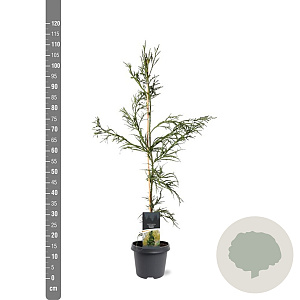 Cryptomeria j. 'Rasen' 80-100 cm 5,0L