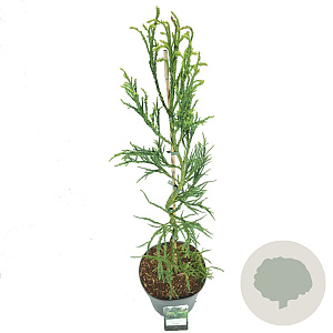 Cryptomeria j. 'Rasen' 80-100 cm 5,0L