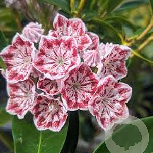 Kalmia lat. 'Carousel' 30-40 cm 4,0L