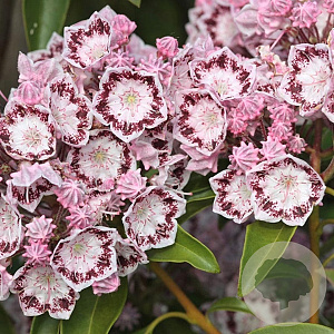 Kalmia lat. 'Ginkona' 30-40 cm 6,5L