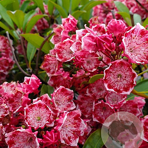 Kalmia lat. 'Kaleidoskop' 30-40 cm 6,5L