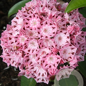 Kalmia lat. 'Moyland' 30-40 cm 4,0L