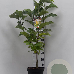 Magnolia brookl. 'Yellow Bird' 80-100 cm 7,5L