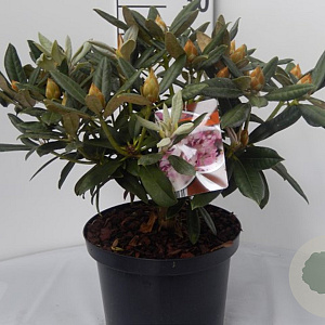 Rhododendron (Y) 'Helene' 25-30 cm 5,0L