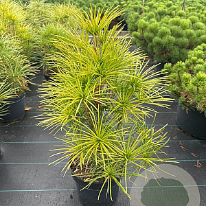 Sciadopitys verticillata 40-50 cm 5,0L