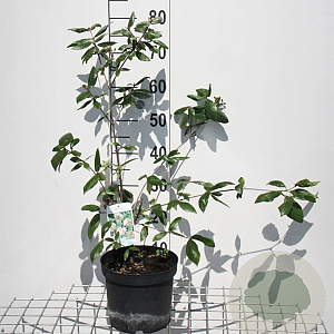 Viburnum burkw. 'Anne Russell' 50-60 cm 5,0L