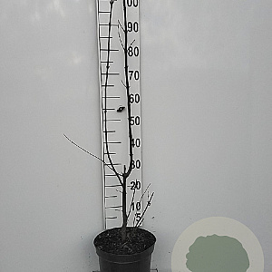Viburnum bodn. 'Dawn' 80-100 cm 7,5L