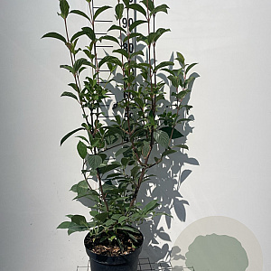 Viburnum bodn. 'Dawn' 80-100 cm 7,5L