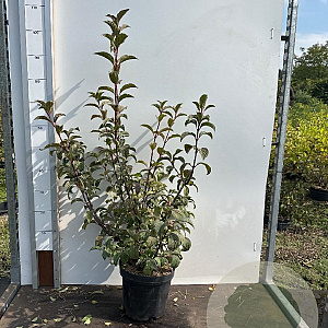 Viburnum bodn. 'Dawn' 80-100 cm 7,5L