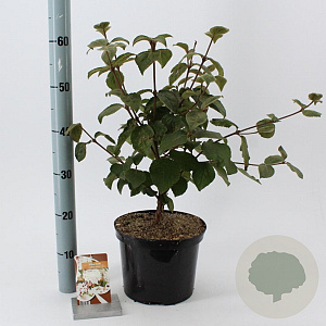 Viburnum carlesii 'Aurora' 40-50 cm 5,0L