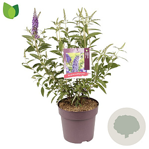 Buddleja d. 'Empire Blue' 50-60 cm 10L