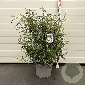 Buddleja d. 'White Profusion' 50-60 cm 10L