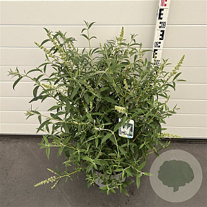 Buddleja d. 'White Profusion' 50-60 cm 10L