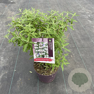 Caryopteris cland. Stephi 30-40 cm 5,0L