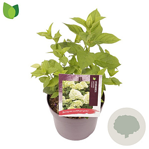 Hydrangea pan. 'Limelight' 25-30 cm 3,0L