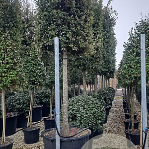 Quercus ilex 25-30 HO container