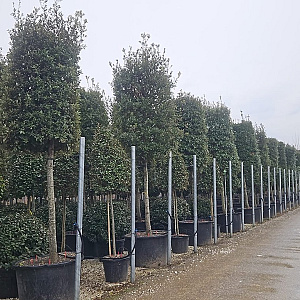 Quercus ilex 25-30 HO container