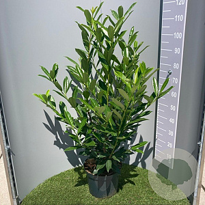 Prunus l. 'Caucasica' 100-120 cm 10L