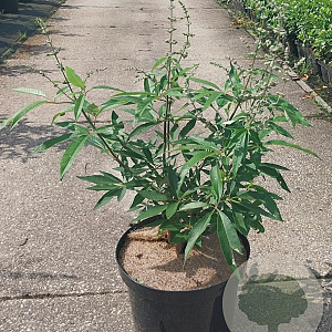 Vitex agnus-castus 40-50 cm 10L