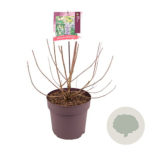 Vitex agnus-castus 50-60 cm 10L
