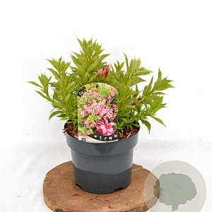 Weigela Picobella Rosa 25-30 cm 3,0L