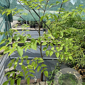 Aralia elata 80-100 cm 2,0L 1 tak
