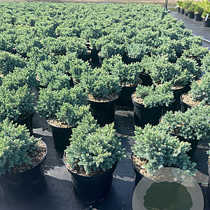Juniperus squamata 'Blue Star' 15-20 cm 3,0L