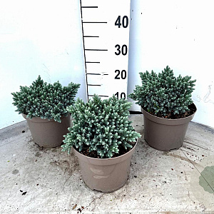Juniperus squamata 'Blue Star' 15-20 cm 3,0L