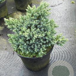 Juniperus squamata 'Blue Star' 15-20 cm 3,0L