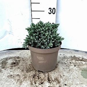 Juniperus squamata 'Blue Star' 15-20 cm 3,0L