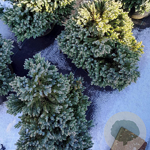 Juniperus squamata 'Blue Star' 25-30 cm 5,0L