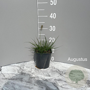 Pennisetum al. 'Little Bunny' GM 2,0L