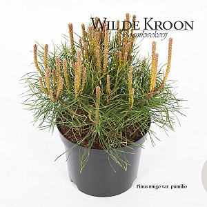 Pinus mugo pumilio 15-20 cm 2,0L