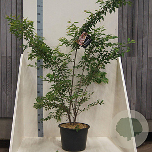 Prunus subh. 'Autumnalis' 150-175 cm 20L meerstammig