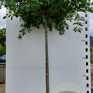 Quercus palustris 25-30 cm draadkluit 240 cm stam dakvorm