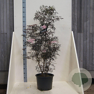 Sambucus nigra Black Lace 150-175 cm 20L meerstammig