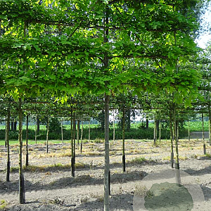 Quercus palustris 16-18 cm draadkluit 210 cm stam 4 etages leivorm