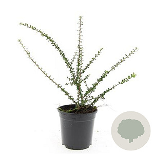 Cotoneaster conspicuus decorus GM C1.3