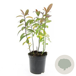 Itea virginica GM C1.3