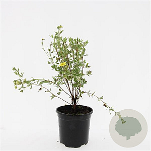 Potentilla f. 'Maanelys' GM C1.3