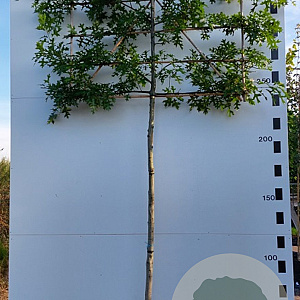 Quercus palustris 25-30 cm draadkluit 210 cm stam 4 etages leivorm